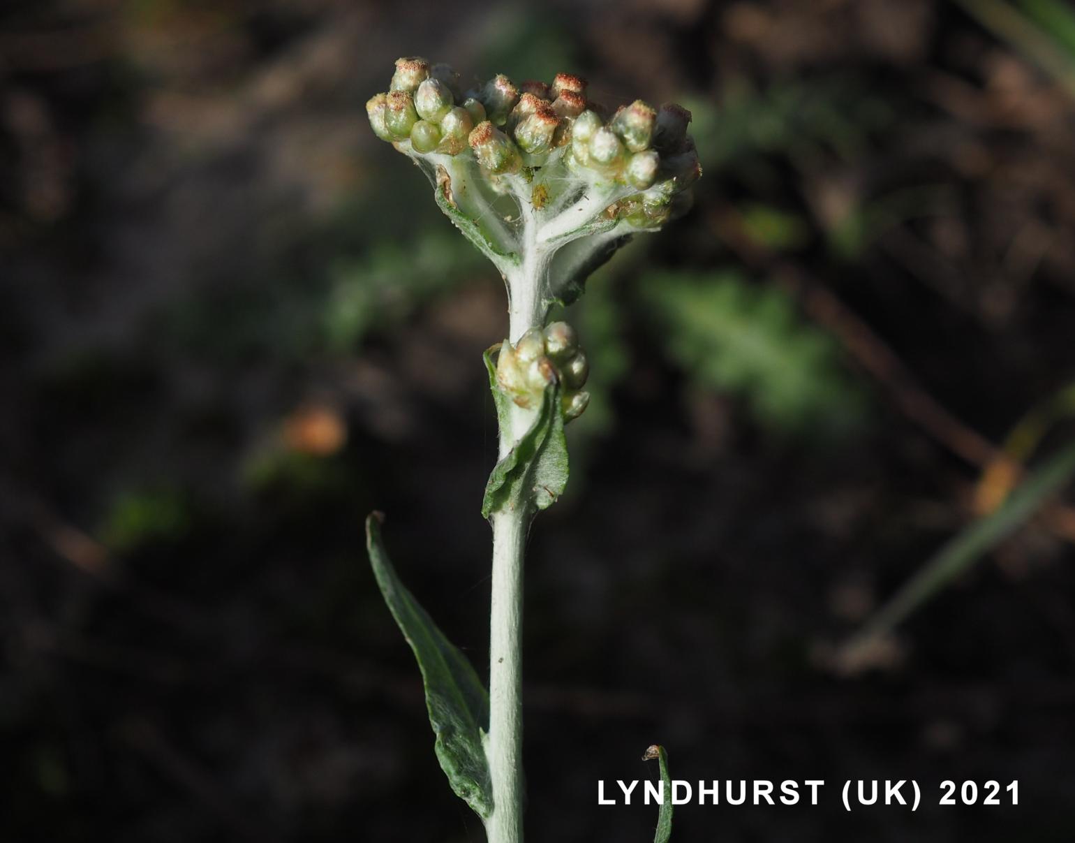 Cudweed, Jersey